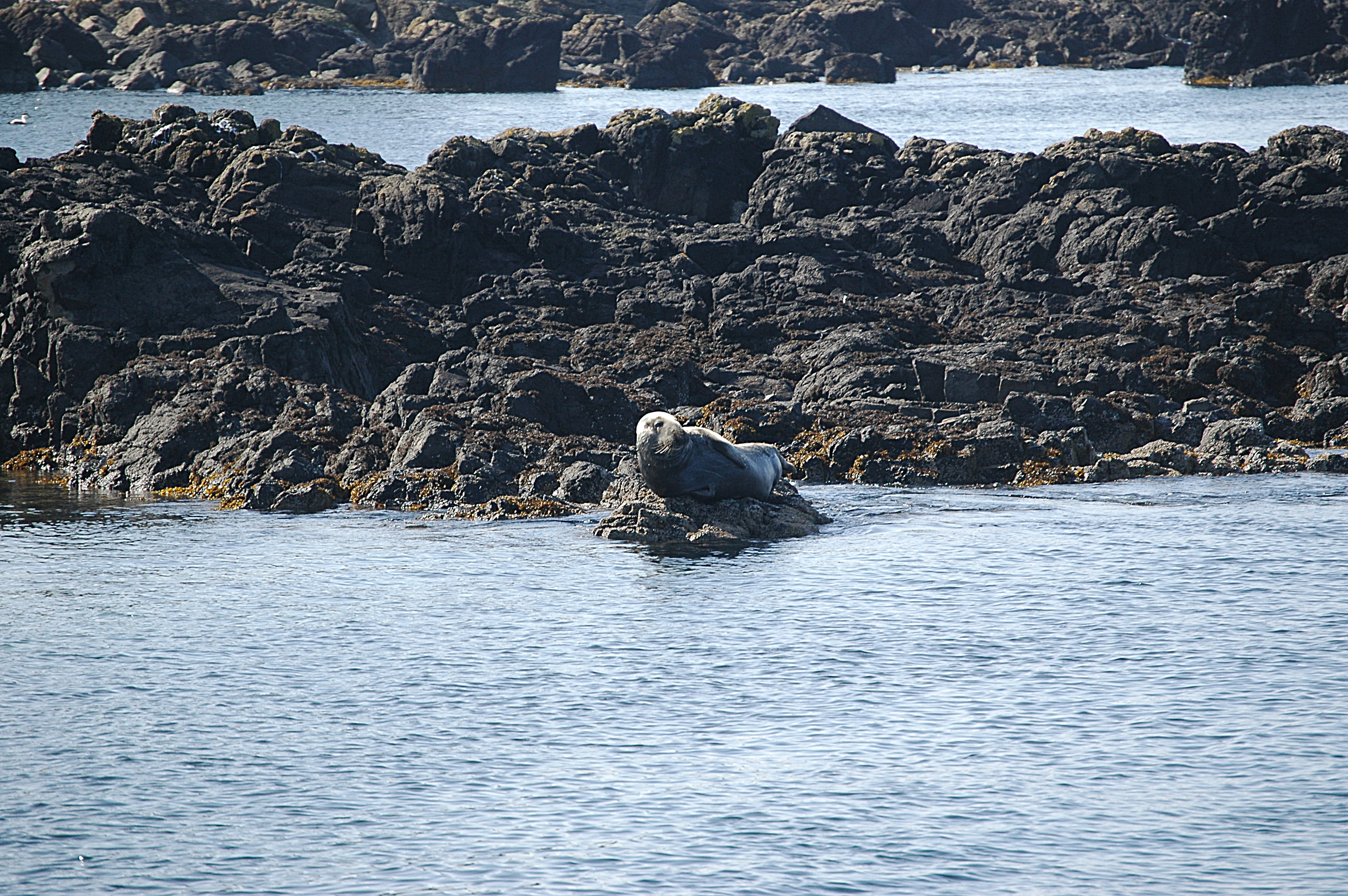 photos/wildlife/Mammal_Species/Common_Seal/Scotland 2008 1655.JPG